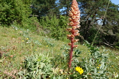 Orobanche amethystea