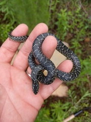 Lampropeltis holbrooki