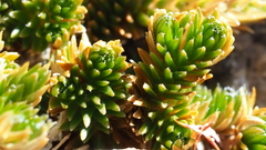 Selaginella eremophila