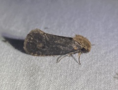 Acrolophus propinqua