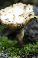 Neolentinus degener