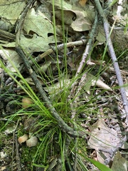 Festuca occidentalis