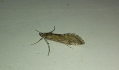 Cornifrons ulceratalis