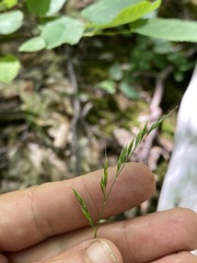 Festuca occidentalis