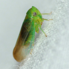 Macropsis