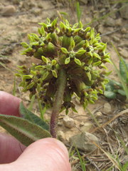 Asclepias macropus