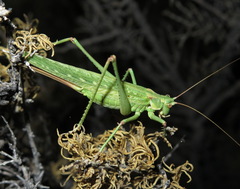 Capnobotes occidentalis