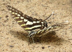 Graphium policenes policenes