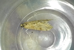 Cornifrons ulceratalis