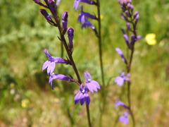 Lobelia urens