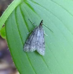 Scoparia penumbralis