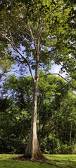 Sterculia apetala