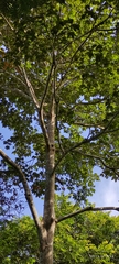 Sterculia apetala