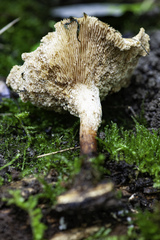 Neolentinus degener