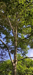 Sterculia apetala