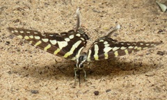 Graphium policenes policenes