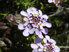 Iberis procumbens
