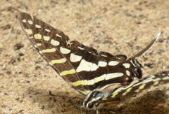 Graphium policenes policenes