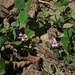 Trifolium amabile - Photo Michael Kesl, sem restrições de direitos de autor conhecidas (domínio público)