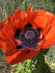 Papaver × pseudo-orientale