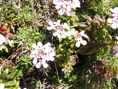 Iberis procumbens
