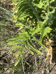 Papaver × pseudo-orientale