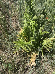 Papaver × pseudo-orientale