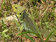 Timon lepidus ibericus