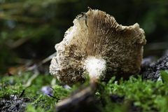 Neolentinus degener