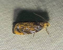 Olethreutes auricapitana