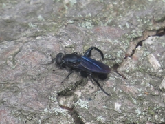 Chalcosyrphus chalybeus