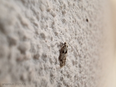 Blastobasis nigromaculata