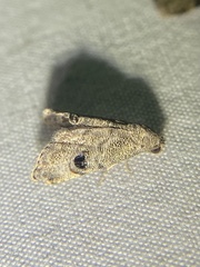 Abablemma brimleyana