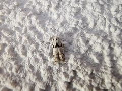 Blastobasis nigromaculata