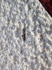 Blastobasis nigromaculata