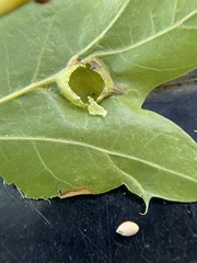 Dryocosmus quercusnotha