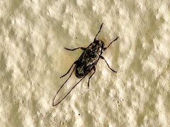 Acanthocinus