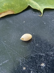 Dryocosmus quercusnotha