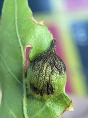 Dryocosmus quercusnotha