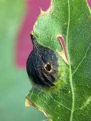 Dryocosmus quercusnotha