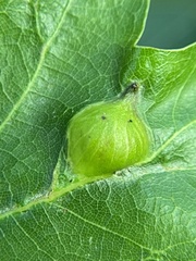 Dryocosmus quercusnotha