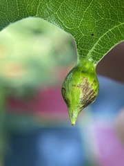 Dryocosmus quercusnotha