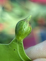 Dryocosmus quercusnotha