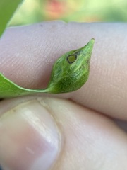 Dryocosmus quercusnotha