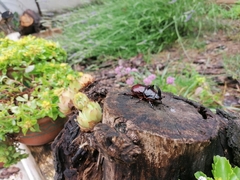 Oryctes nasicornis