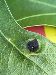 Dryocosmus quercusnotha