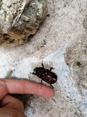 Oryctes nasicornis