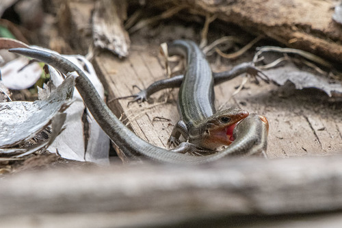 Common Five-lined Skink photographed in Michigan