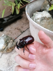 Oryctes nasicornis