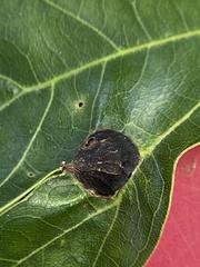 Dryocosmus quercusnotha